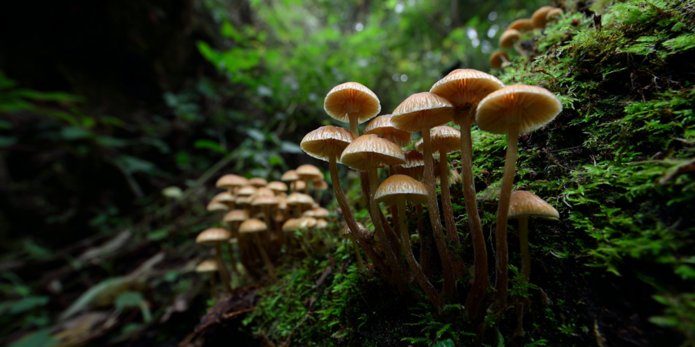 México hongos psilocibios ICEERS Mexico psilocybin mushrooms