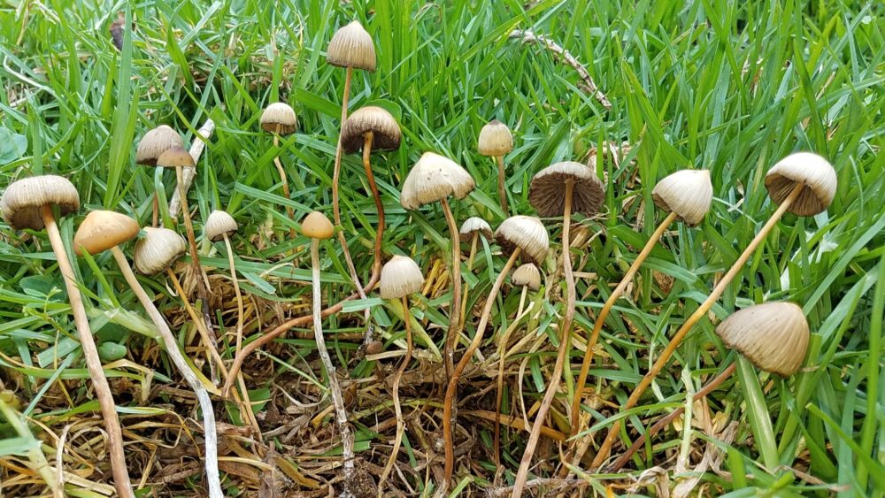 Psilocybin mushrooms Psilocybe mexicana hongos México Mexico