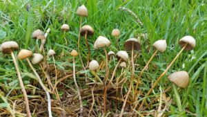 Psilocybin mushrooms Psilocybe mexicana Mexico