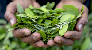 hoja de coca Lista I leaf Schedule I