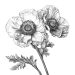 Papaver_Somniferum_ICEERS Papaver somniferum opium poppy