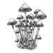 Psilocybin_Mushrooms_ICEERS psilocybin mushrooms ICEERS information