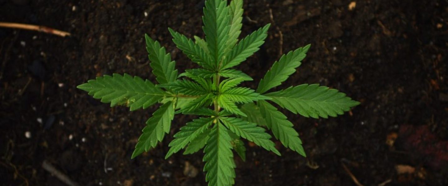 marihuana i salut dels fills